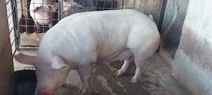 porci carne - imagine 4