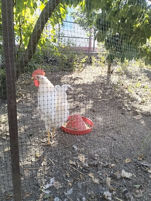Cocoș leghorn 