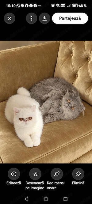 Pisica extremal persana exotic shorthair Unicorn - imagine 5