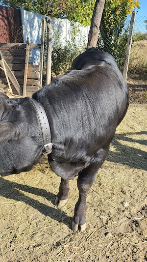 Angus de 6 Lunii