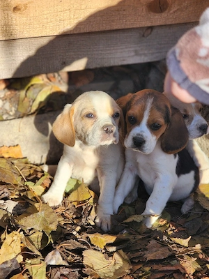 Rasa Beagle 