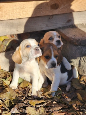 Rasa Beagle 