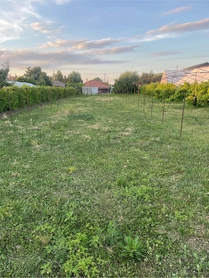 CASA CU TEREN 2500 mp dupa Berceni - imagine 2