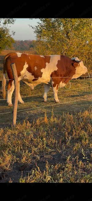 Taur de vânzare 