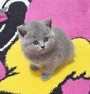 Pui pisica mascul