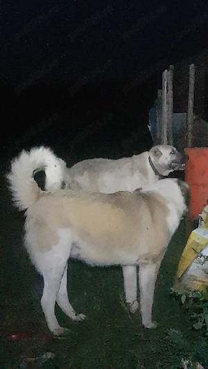 Vând mascul şi femelă învățați la animale