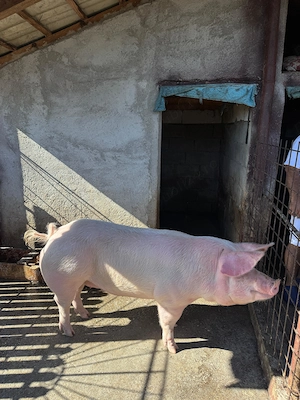 Vand purcea ( scroafa) pt monta sau sacrificat pietran+marele alb