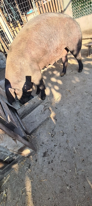 Purcea de tăiat 230 kg - imagine 2