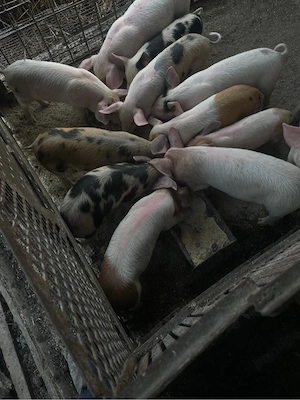 Vand porci de 9 saptamani - imagine 2