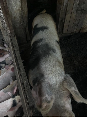 Vand porci de 9 saptamani