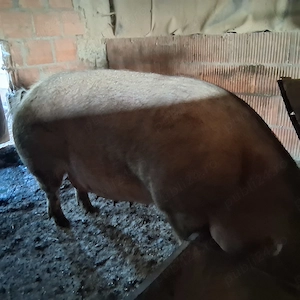 Vand porci pt sacrificate - imagine 5