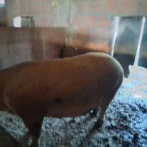 Vand porci pt sacrificate - imagine 3