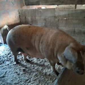Vand porci pt sacrificate - imagine 4