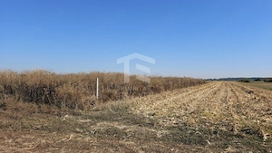 Copăceni - Ilfov - Teren intravilan arabil de vânzare - 1.148 mp - imagine 4