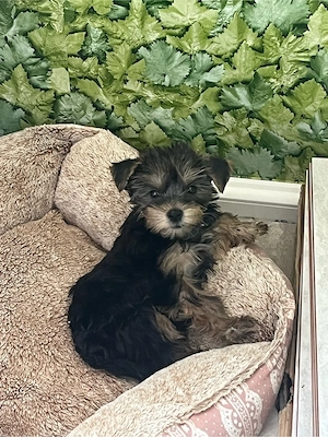 Pui Yorkshire Terrier 1 mascul si 1 femela - imagine 3