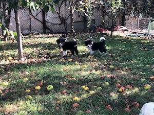 puiuti border collie citeste anuntul