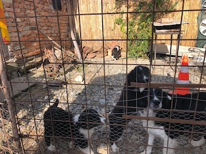 puiuti border collie       citeste anuntul   - imagine 3