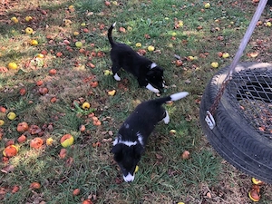 puiuti border collie       citeste anuntul   - imagine 2