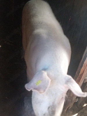 porci de vânzare preț să văd ciabil kilograme180: 200 până în 3  - imagine 2
