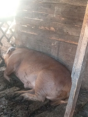 porci de vânzare preț să văd ciabil kilograme180: 200 până în 3  - imagine 4