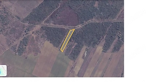 Padure de salcam 5.000 mp de vanzare Simian Mehedinti