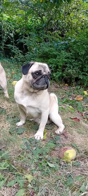pug mascul adult - imagine 2