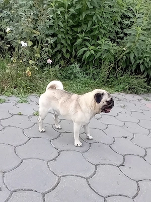 pug mascul adult