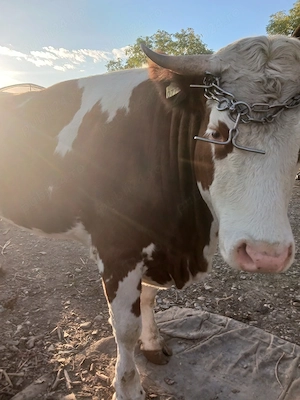 vind vaca de rasă 