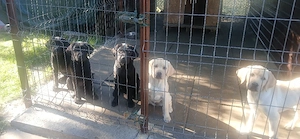 Labrador retriever  - imagine 3