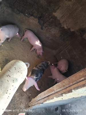 Grăsuni castrați și deparazitați au 35 ,40 kg - imagine 3
