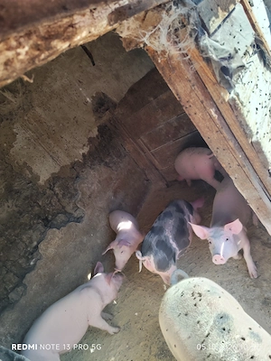 Grăsuni castrați și deparazitați au 35 ,40 kg - imagine 2