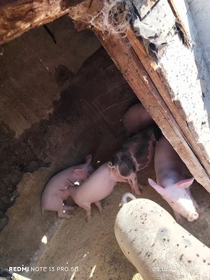 Grăsuni castrați și deparazitați au 35 ,40 kg