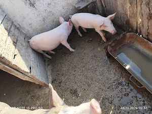 Grăsuni castrați și deparazitați au 35 ,40 kg - imagine 4