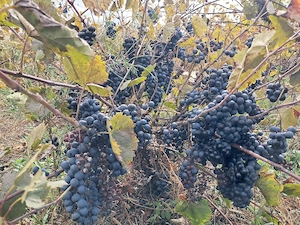 vand vin rosu de butuc natural 100%