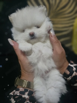 vand baietel pomeranian