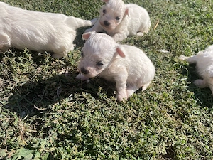Bichon maltez, superbi - imagine 3