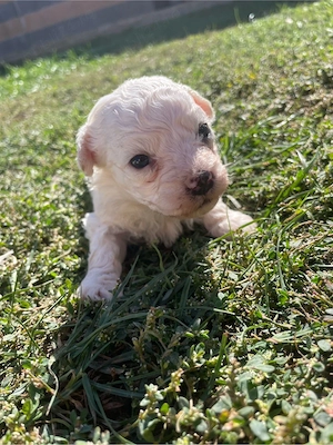 Bichon maltez, superbi - imagine 4