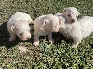 Bichon maltez, superbi