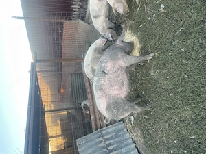 Porci si purcei de  vanzare