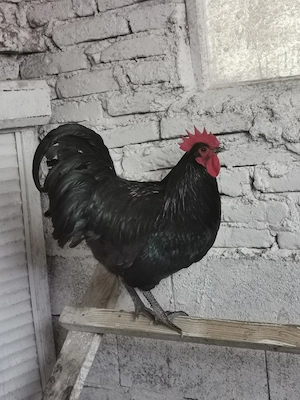 Australorp 
