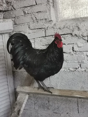 Australorp  - imagine 2