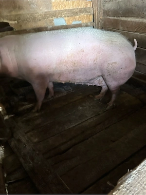 vand porc 