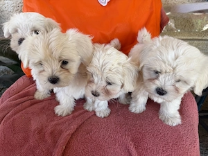 Bichon maltez  - imagine 5