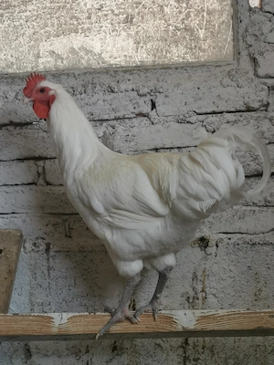 Australorp alb