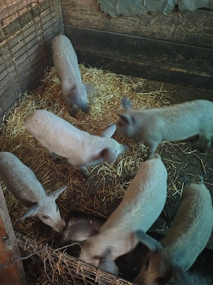 Purcei mangalita de 3 luni 