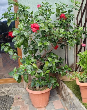 Plante de balcon sau interior 