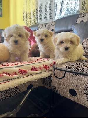 Bichon maltez 