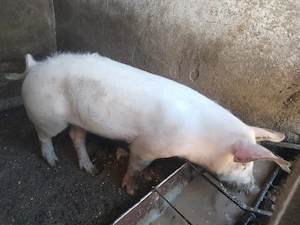 Porc marele alb 50 60 kg