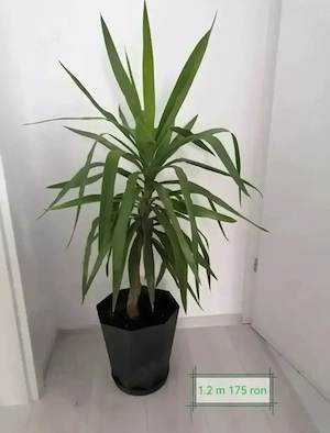 De vânzare plante apartament 