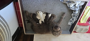 Vând Lagotto romagnolo 